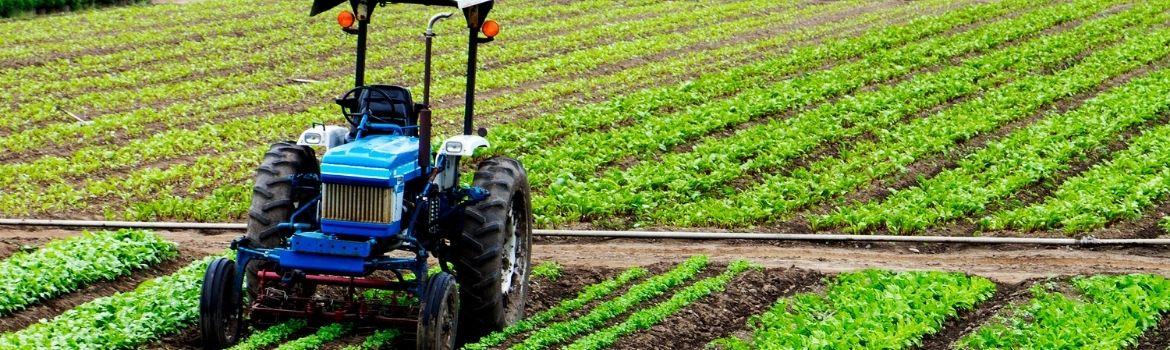 a blue tractor plows dirt on green plants in perfect straight rows on a sunny day