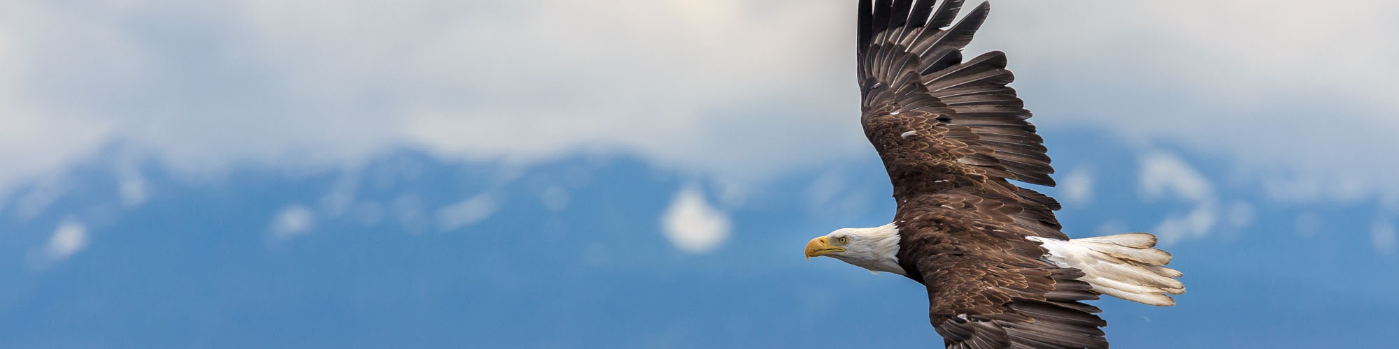 A bald eagle with wings fully spread flying from right to left in front of snowy mountains