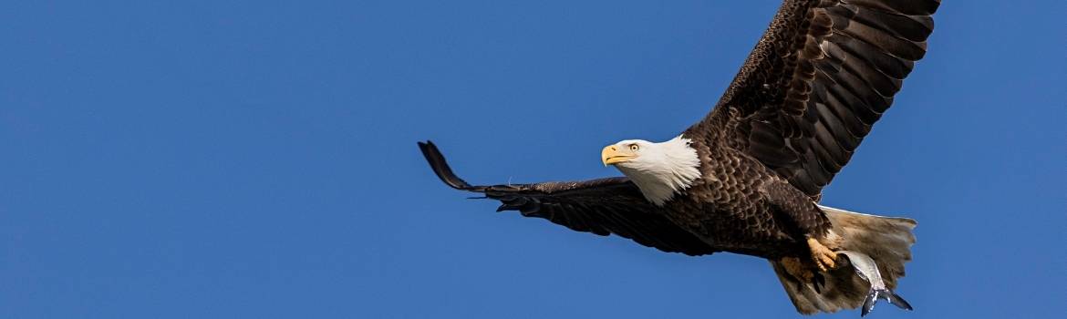 An eagle soars in the blue sky with wings fully expanded