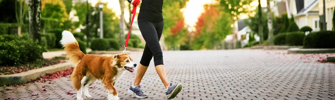 a woman wearing yoga pants walks her dog across a brick street in her condo neighborhood