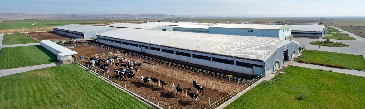 a large rural farm with a gated area containing cows surrounded by green grass strips 